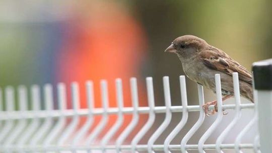 Botanik jeszcze czeka na karmniki. Konkurs dla uczniów