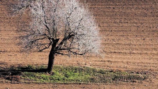 Brak deszczy przeraża rolników. "Jeśli taka pogoda utrzyma się dłużej, to będzie tragedia"