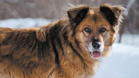 Brakuje domów tymczasowych. Chełmska Straż Ochrony Zwierząt nie przyjmuje nowych podopiecznych