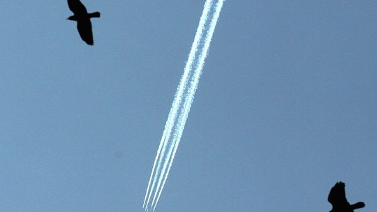 Bronią piskląt i atakują ludzi. Ptak podziobał kobietę