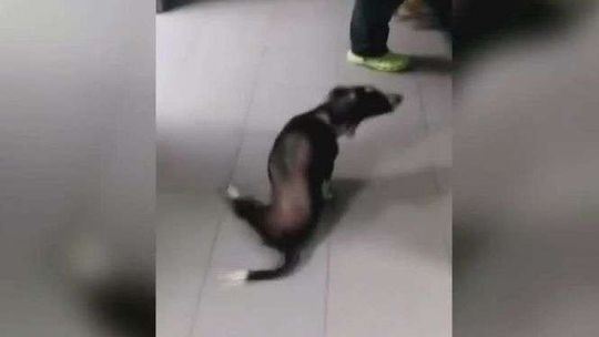 Brutalnie skatował psa. "Takiego urazu jeszcze nie widzieliśmy"