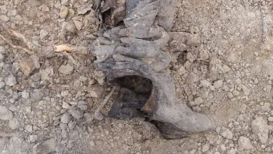 Budowa drogi S19. Kolejne ludzkie szczątki odkopane. Tym razem w Obrokach