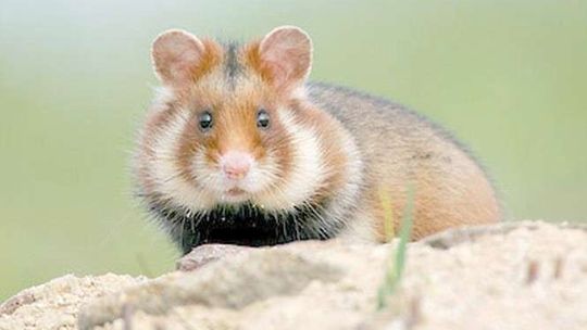 Budowa obwodnicy Hrubieszowa. Czytelniczka: Co się stanie z chomikami?