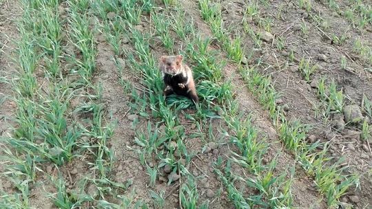 Budowa S17. Gdy przyszli go szukać, to chomika koło Świdnika nie było. Ale teraz już jest