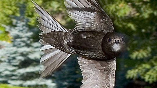 Budżet obywatelski w Puławach. Pomysły mieszkańców już ocenione