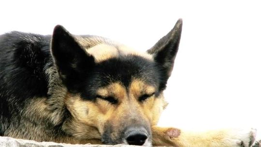 Budżet Świdnika: nowe obiekty sportowe i policyjny pies