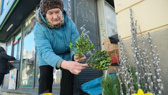 Bukszpanu na Wielkanoc mało, bo zżarła go ćma. "Kilkaset krzaków mi uschło"