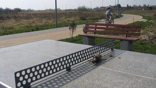 Bulwar nad Uherką: Stojak na rowery na drzewie, wyrwane ławki