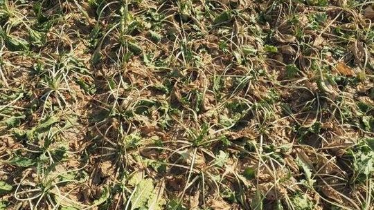 Buraków będzie mniej, ale cukier nie zdrożeje