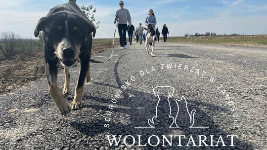 By psom i kotom żyło się lepiej. Potrzebni wolontariusze w zamojskim schronisku