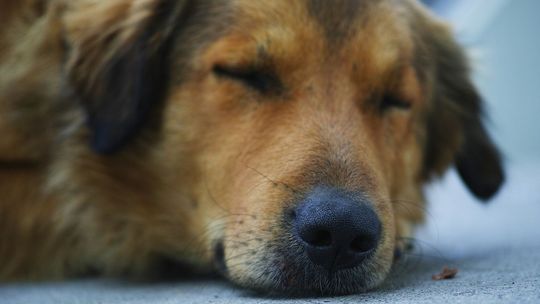 Być psem w Świdniku i przeżyć. Kto truje czworonogi?