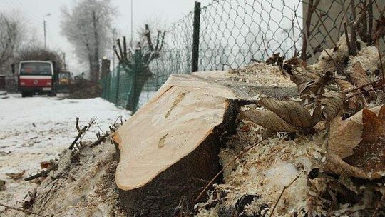 Bychawa: Wycinka drzew koło szkoły nie wszystkim sie podoba