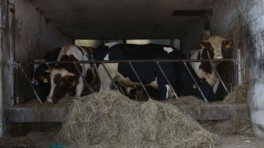 Byk staranował 54-latka. Gospodarz nie żyje