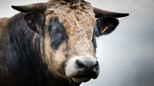Byki uciekły rolnikowi. Poturbowany strażak