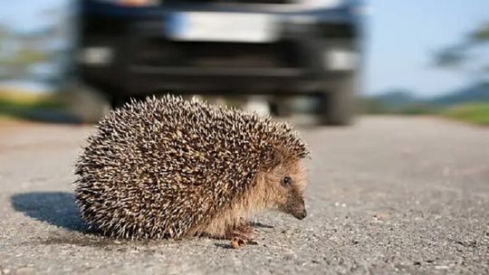 Był skulony i wystraszony. Policjanci wstrzymali ruch 