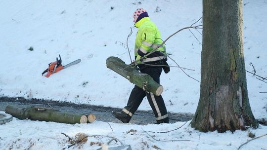 "Była oaza, będzie pustynia". List do redakcji ws. wycinki na Kalinowszczyźnie