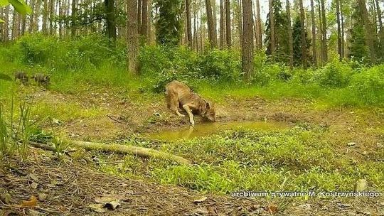 Były myśliwy ratuje wilki. "Łowiectwo za bardzo idzie w stronę rzeźnictwa"
