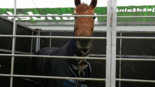 Cavaliada w Lublinie od zaplecza (zdjęcia)