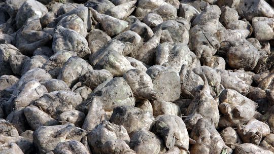 CBA kontroluje. Cukrownia odpowiada