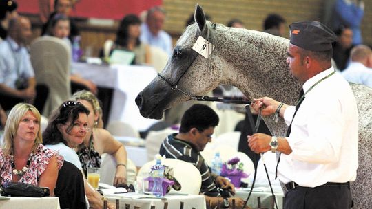 CBA na aukcji koni w Janowie Podlaskim
