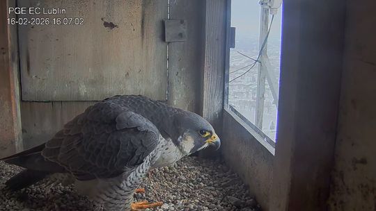 Zmiany w lubelskim gnieździe. Ziuta zniknęła, pojawiła się Niemka