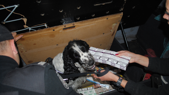 Celnicy będą szkolić psy, żeby wykrywały chorych na Covid