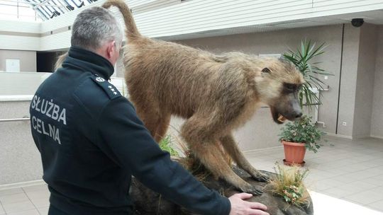 Celnicy: Ten pawian do Polski nie wjedzie