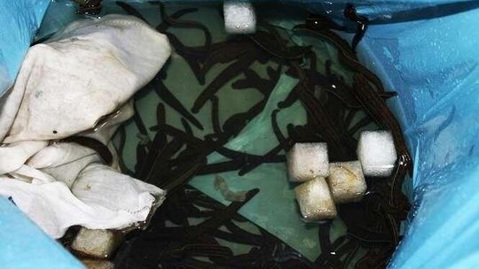 Celnicy zajrzeli do worka. A tam prawdziwe kłębowisko pijawek