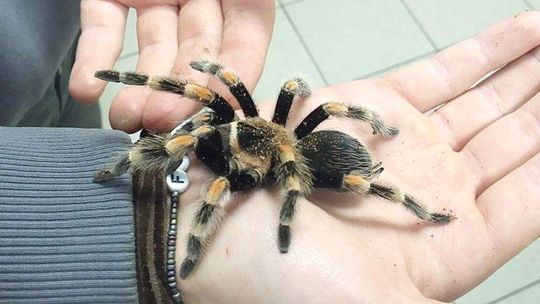 Celnicy znaleźli pająka w bagażu. Teraz trafi do zoo