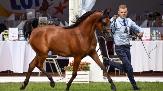 Cenieni trenerzy odchodzą ze stadniny w Janowie Podlaskim