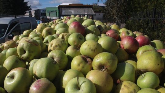 Ceny jabłek spadają. Apele, by nie dostarczać ich do skupów i zarzuty zmowy cenowej