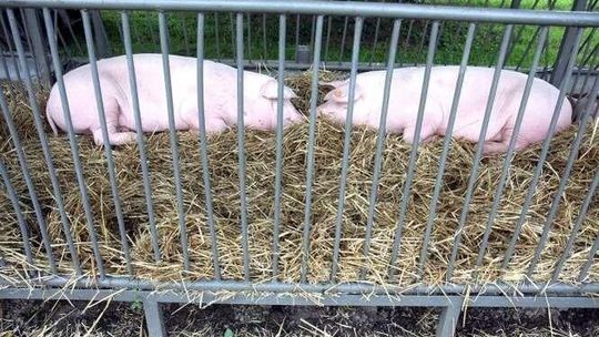 Ceny skupu żywca bardzo niskie. Będą dopłaty?