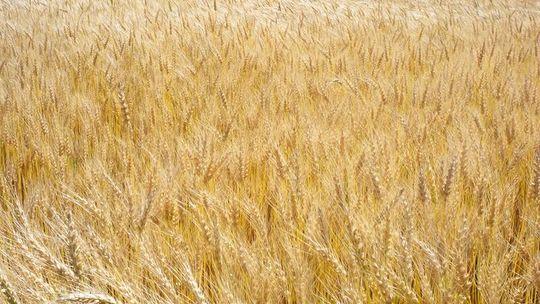 Ceny ziarna idą w górę. Chleb będzie droższy