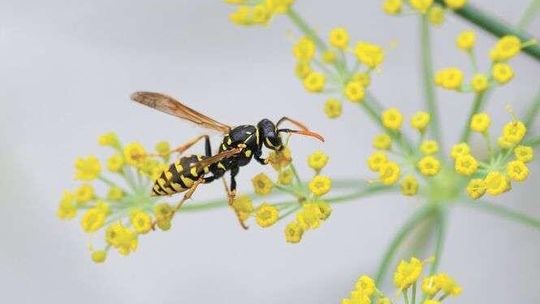 Cesarskie ciastka z osami. Jakie owady można jeść?