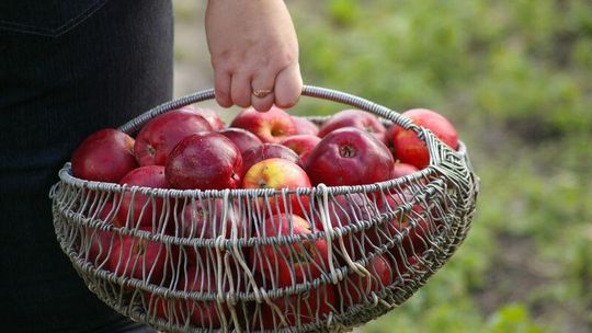 Charoset, czyli pyszności z jabłek