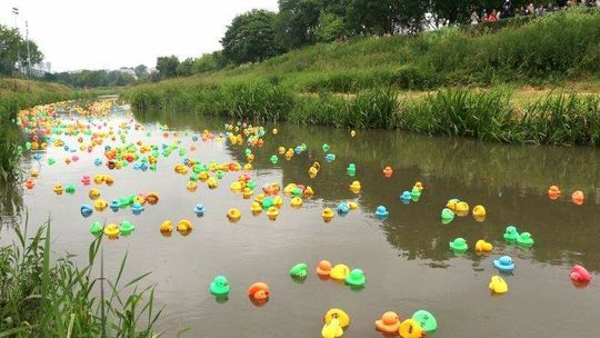 Charytatywnie w Chełmie. Wyścig kaczek i bieg w piżamach