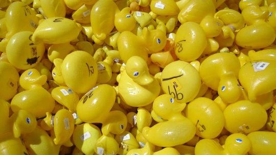 Charytatywny wyścig kaczek w Lublinie. Popłyną Bystrzycą