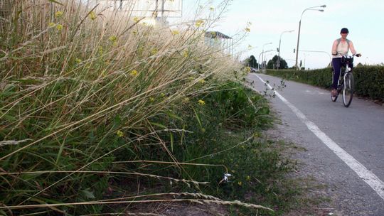 Chaszcze, zarośla i nieużytki. Dlaczego czasami lepiej z zielenią nie robić nic