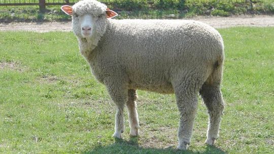 Chcą by jagnięcina trafiła na lubelskie stoły