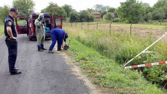 Chcą stworzyć mapę występowania barszczu Sosnowskiego