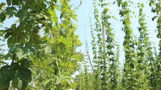 Chcą wskrzesić zapomniane chmiele z Lubelskiego