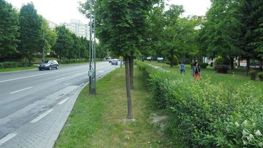 Chcą wyciąć aż 261 drzew podczas przebudowy Al. Racławickich. Co ze ścieżką rowerową?