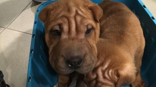 Chciał przemycić psy rasy Shar Pei. Ukrył je w pociągu