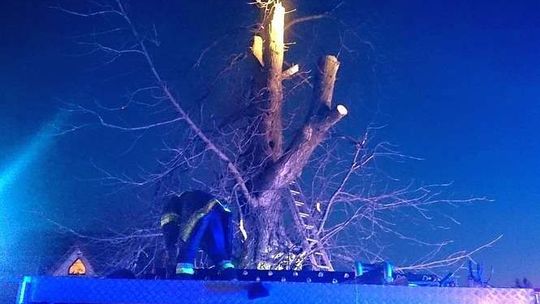 Chciał ściąć drzewo. Tragiczna śmierć w gm. Markuszów