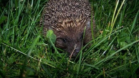 Chciał uratować jeża, sam wpadł pod samochód