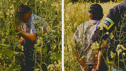 Chciał wyprowadzić policjantów w pole... rzepaku