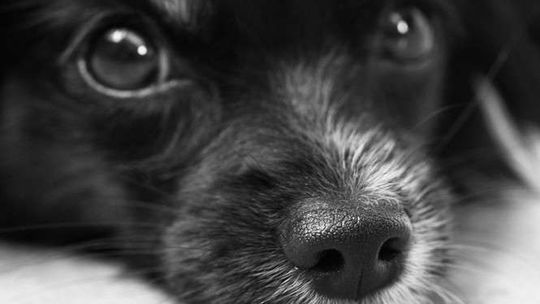 Chciał zabić psa. Uderzył właścicielkę prętem i złamał jej rękę