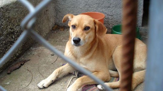 Chełm: 100 kg karmy dla bezpańskich psów