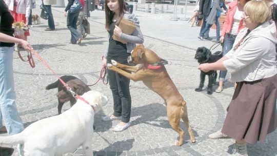 Chełm: Będą bić rekord w \"liczbie psów na metr kwadratowy”