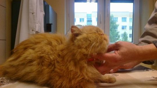 Chełm: Czy ktoś szuka tego kota?